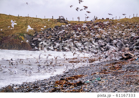 Huge amount of Seagulls feeding at the coast of Maghery in County Donegal during the storm- Ireland 61167333