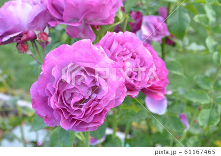 紫のバラの背景 クローズアップの写真素材