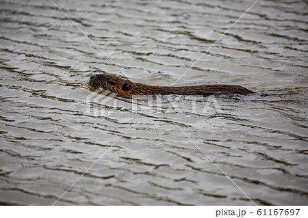 European Otter swimming in river water 61167697