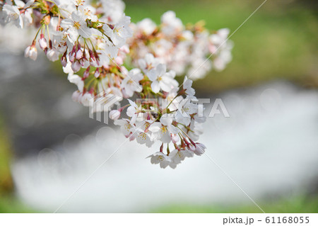福島県猪苗代町 観音寺川の桜 福島県猪苗代町 観音寺川の桜 61168055