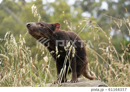 草むらから現れたタスマニアデビル 61168357