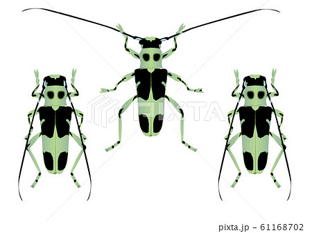 ラミーカミキリのイラスト素材