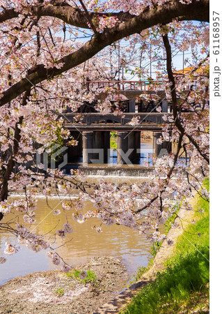 小江戸川越の春　新河岸川の桜並木　田谷堰 61168957