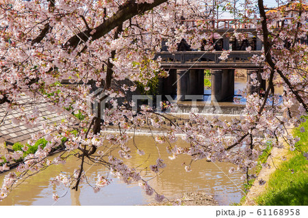 小江戸川越の春 新河岸川の桜並木 田谷堰 小江戸川越の春 新河岸川の桜並木 田谷堰 61168958