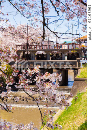 小江戸川越の春 新河岸川の桜並木 田谷堰 小江戸川越の春 新河岸川の桜並木 田谷堰 61168961
