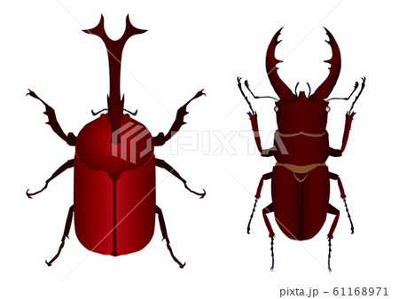 カブトムシとノコギリクワガタのイラスト素材