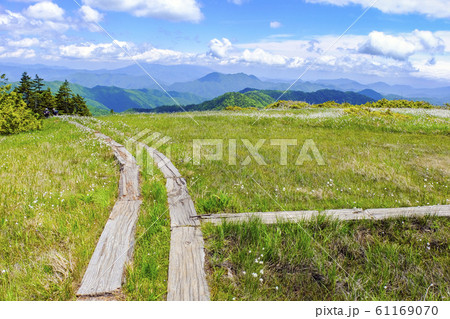 わたすげ咲く田代湿原と木道 61169070