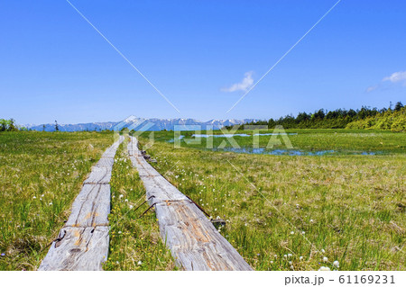山に続く遊歩道と田代湿原 61169231