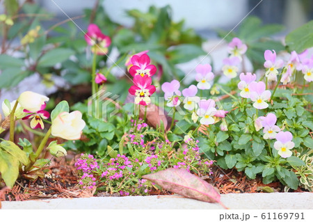 ビオラの花 61169791