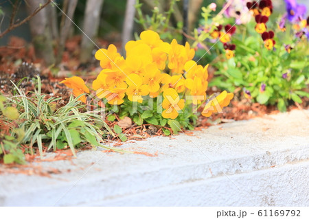 ビオラの花 61169792