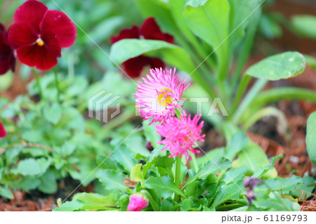 デイジーの花 デイジーの花 61169793