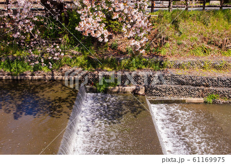 小江戸川越の春 新河岸川の桜並木 小江戸川越の春 新河岸川の桜並木 61169975