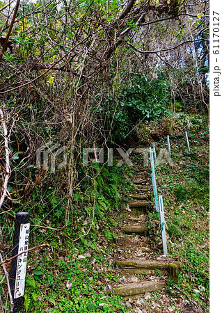 伊豆 城山発端丈山ハイキングコース 伊豆 城山発端丈山ハイキングコース 61170127