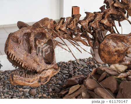 チョコン恐竜博物館 チョコン恐竜博物館 61170147