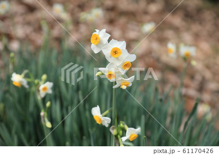 水仙 水仙 61170426