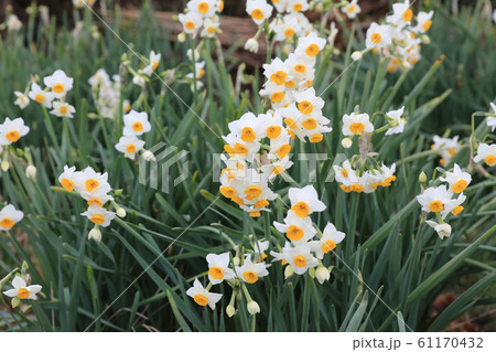 水仙 水仙 61170432