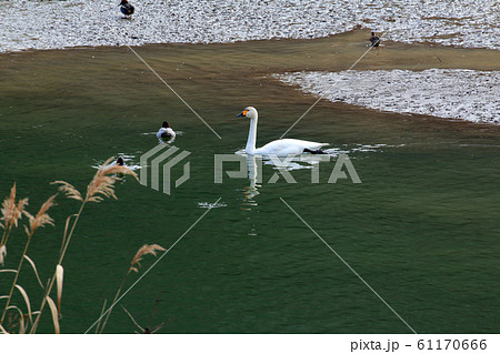 滝湖に飛来した白鳥 福島県只見町 滝湖に飛来した白鳥 福島県只見町 61170666