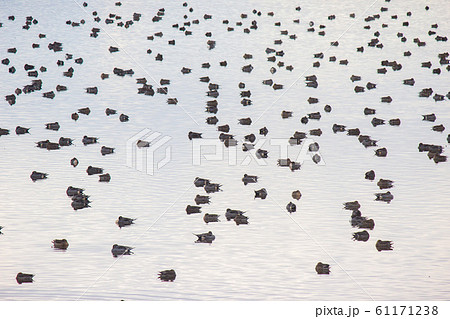 渡り鳥が水鳥公園に集まっている。　migratory birds 61171238