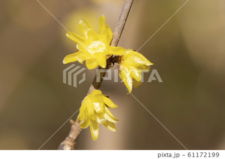 ロウバイ ロウバイ 61172199