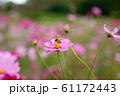 ミツバチが訪れているコスモスの花/ Cosmos flowers and bee. 61172443