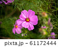 ミツバチが訪れているコスモスの花/ Cosmos flowers and bee. 61172444