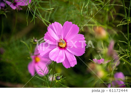 ミツバチが訪れているコスモスの花/ Cosmos flowers and bee. ミツバチが訪れているコスモスの花/ Cosmos flowers and bee. 61172444
