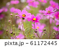 ミツバチが訪れているコスモスの花/ Cosmos flowers and bee. 61172445