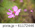 虫食状態のコスモスの花と芋虫。/ Worm-eating cosmos & caterpillar. 61172446