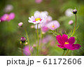 可憐に咲くコスモスの花、覆輪（ピコティ）系。/cosmos flower,picoti type. 61172606