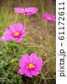 可憐に咲くコスモスの花、半八重系。/cosmos flower,half-octuple. 61172611