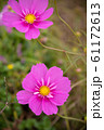 可憐に咲くコスモスの花、半八重系。/cosmos flower,half-octuple. 61172613