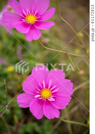 可憐に咲くコスモスの花、半八重系。/cosmos flower,half-octuple. 可憐に咲くコスモスの花、半八重系。/cosmos flower,half-octuple. 61172613