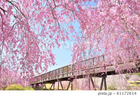 常陸風土記の丘の桜 61172614