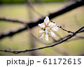 11月に咲く寒桜系のサクラの花/Cherry blossoms bloom in November. 61172615