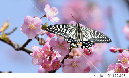 満開の河津桜にナミアゲハ 春イメージ 16:9 満開の河津桜にナミアゲハ 春イメージ 16:9 61172803