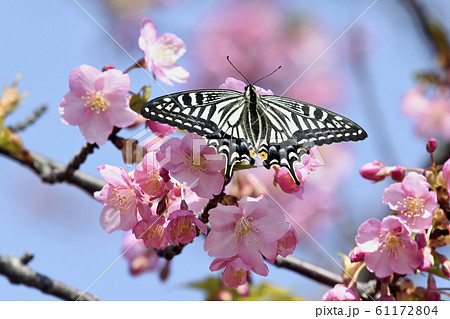 満開の河津桜にナミアゲハ　春イメージ 61172804