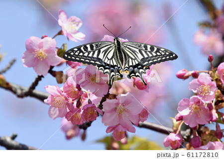 満開の河津桜にナミアゲハ 春イメージ 満開の河津桜にナミアゲハ 春イメージ 61172810