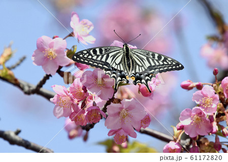 満開の河津桜にナミアゲハ 春イメージ 満開の河津桜にナミアゲハ 春イメージ 61172820