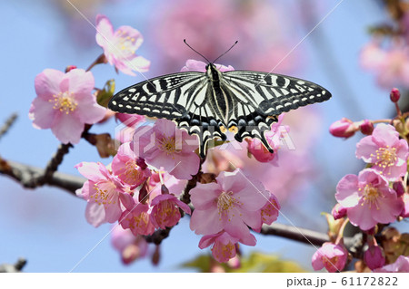 満開の河津桜にナミアゲハ 春イメージ 満開の河津桜にナミアゲハ 春イメージ 61172822