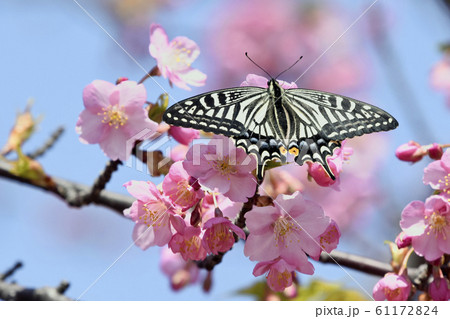 満開の河津桜にナミアゲハ 春イメージ 満開の河津桜にナミアゲハ 春イメージ 61172824