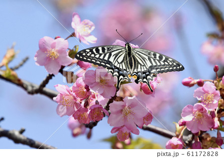 満開の河津桜にナミアゲハ 春イメージ 満開の河津桜にナミアゲハ 春イメージ 61172828