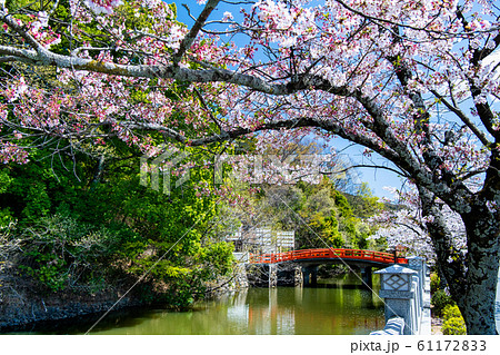 山梨県甲府市 武田神社　外堀沿いの桜並木と神橋 61172833
