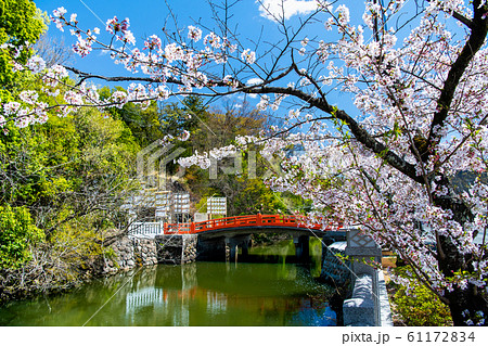 山梨県甲府市 武田神社　外堀沿いの桜並木と神橋 61172834