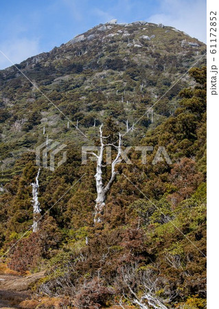 屋久島 花之江河 屋久島 花之江河 61172852