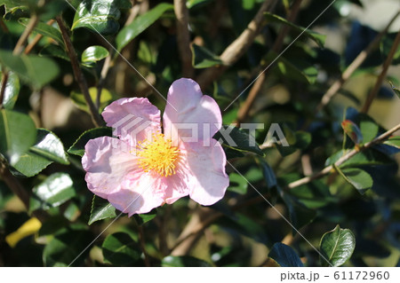 ピンク色のサザンカ 山茶花 の写真素材