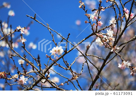 真冬に咲く桜 不断桜 真冬に咲く桜 不断桜 61173091