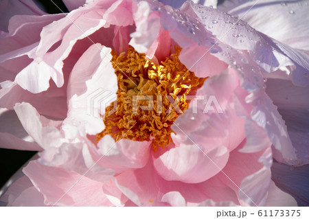 冬ぼたん　上野東照宮ぼたん苑 61173375