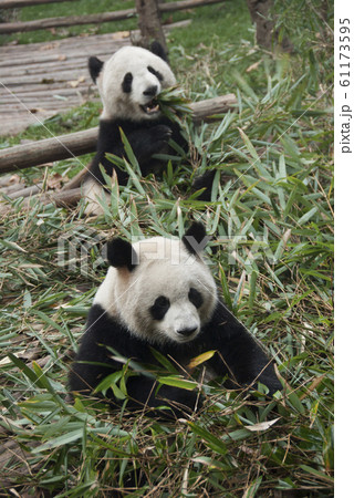 成都大熊猫繁育研究基地 成都大熊猫繁育研究基地 61173595