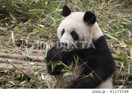 成都大熊猫繁育研究基地 成都大熊猫繁育研究基地 61173596