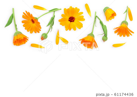 Calendula. Marigold flower isolated on white background with copy space for your text. Top view. Flat lay pattern Calendula. Marigold flower isolated on white background with copy space for your text. Top view. Flat lay pattern 61174436